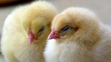 Animalistas denuncian la quema de 38.000 pollos vivos en una protesta