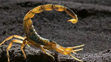 Este escorpión tiene el ataque más venenoso y rápido del mundo (+Video) Este escorpión tiene el ataque más venenoso y rápido del mundo (+Video)