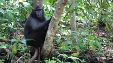"El macaco del selfi", bajo amenaza en Indonesia por su carne (+Video) "El macaco del selfi", bajo amenaza en Indonesia por su carne (+Video)