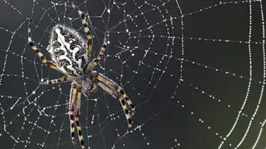 ¿Podrían acabar las arañas con la raza humana? (+Detalles) ¿Podrían acabar las arañas con la raza humana? (+Detalles)