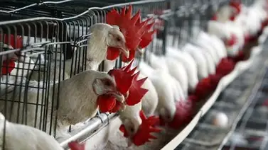 Sacrifican 220.000 aves más en el noreste de Japón por la gripe aviar Sacrifican 220.000 aves más en el noreste de Japón por la gripe aviar