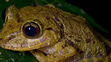 La "espectacular" rana de lluvia ecuatoriana es presentada en sociedad La "espectacular" rana de lluvia ecuatoriana es presentada en sociedad