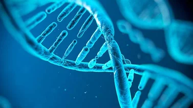 Descubren cómo son las estructuras del ADN en bacterias diminutas