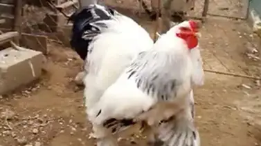¿Real o falso? Encuentran al pollo más grande del mundo (+Video) ¿Real o falso? Encuentran al pollo más grande del mundo (+Video)