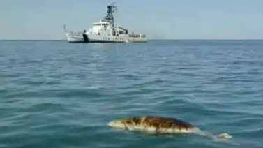 Otra vaquita marina es hallada muerta en el mar mexicano (+Video) Otra vaquita marina es hallada muerta en el mar mexicano (+Video)