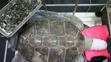 Muere la tortuga a la que sacaron 915 monedas del estómago en Tailandia (+Video) Muere la tortuga a la que sacaron 915 monedas del estómago en Tailandia (+Video)