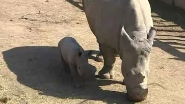 Nace un rinoceronte blanco en zoo de Francia (+Video)