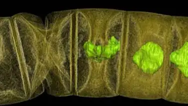 Planta fosilizada más antigua tiene 1.600 millones de años Planta fosilizada más antigua tiene 1.600 millones de años