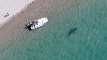 Tiburones invaden costas de Cape Cod