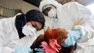 China confirma tres muertes por cepa H7N9 de gripe aviar en la última semana China confirma tres muertes por cepa H7N9 de gripe aviar en la última semana