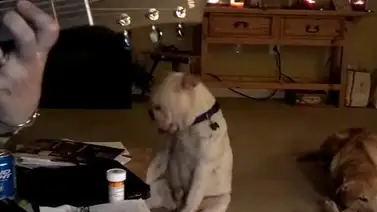 Perro baila al ritmo de Nirvana (+Video) Perro baila al ritmo de Nirvana (+Video)