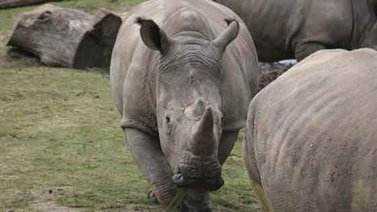 Matan a un rinoceronte en un zoológico francés para quitarle un cuerno (+Video)