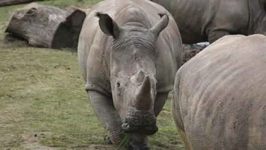 Matan a un rinoceronte en un zoológico francés para quitarle un cuerno (+Video)