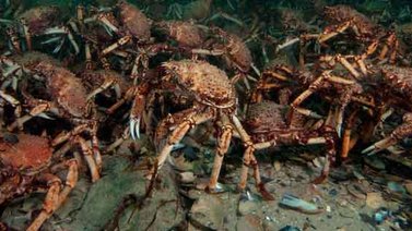 ¡Increíble! Grupo de cangrejos se comen a un pulpo (+Video)
