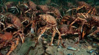 ¡Increíble! Grupo de cangrejos se comen a un pulpo (+Video)
