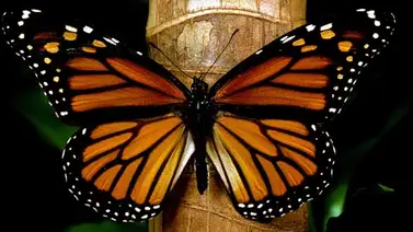 Científicos estudiarán ruta migratoria de la mariposa monarca Científicos estudiarán ruta migratoria de la mariposa monarca