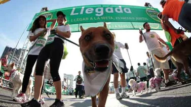 Este 12 de marzo es el Perrotón Dog Show 2017