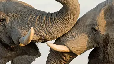 Sepa por qué el elefante salvaje de África podría ser el mamífero que menos duerme Sepa por qué el elefante salvaje de África podría ser el mamífero que menos duerme