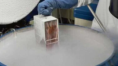 Dan primer paso para descongelar órganos sin dañar el tejido