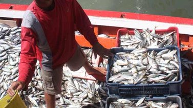 Distribuirán sardinas en todo el país a través de los Clap