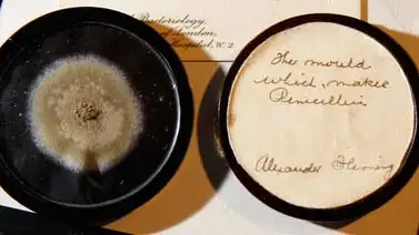 Subastan muestra de hongo que usó Fleming para hacer penicilina (+Fotos) Subastan muestra de hongo que usó Fleming para hacer penicilina (+Fotos)