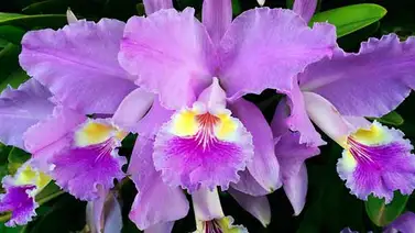 Mérida se crece en la XX Exposición de Orquídeas Mérida se crece en la XX Exposición de Orquídeas