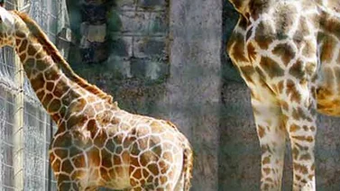 Zoo en NY transmitirá en vivo cuando su jirafa dé a luz