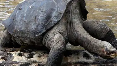 Tortuga "El solitario George" vuelve a Galápagos embalsamada Tortuga "El solitario George" vuelve a Galápagos embalsamada