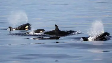 Aparecen muertas al menos 81 orcas negras en la costa sur de Florida Aparecen muertas al menos 81 orcas negras en la costa sur de Florida