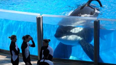 Falleció orca Tilikum de SeaWorld que mató a entrenadora