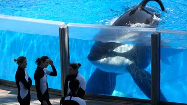 Falleció orca Tilikum de SeaWorld que mató a entrenadora