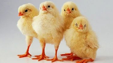¿Pollos con inteligencia "maquiavélica"?
