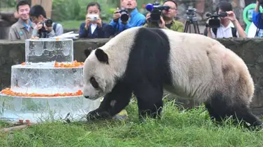 Muere Pan Pan, el oso panda más viejo del mundo Muere Pan Pan, el oso panda más viejo del mundo