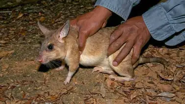 Ratas gigantes se comen una niña de tres meses mientras su mama rumbeaba Ratas gigantes se comen una niña de tres meses mientras su mama rumbeaba
