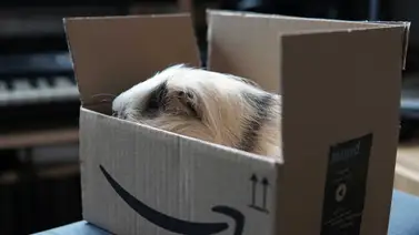 EEUU | ¿Cómo ahorrar en Amazon comprando artículos usados o con cajas abiertas? EEUU | ¿Cómo ahorrar en Amazon comprando artículos usados o con cajas abiertas?