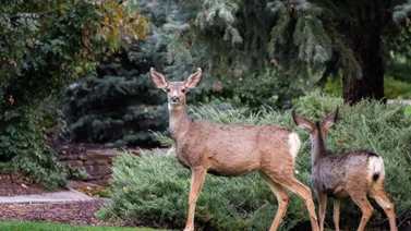 EEUU | Cómo actuar si un venado llega al patio de tu casa