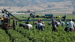 Activan pago de $600 para trabajadores agrícolas indocumentados en Illinois: ¿Cómo solicitar el monto?