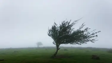 Emiten alerta de vientos peligrosos en condado de Nueva York (+Recomendaciones) Emiten alerta de vientos peligrosos en condado de Nueva York (+Recomendaciones)