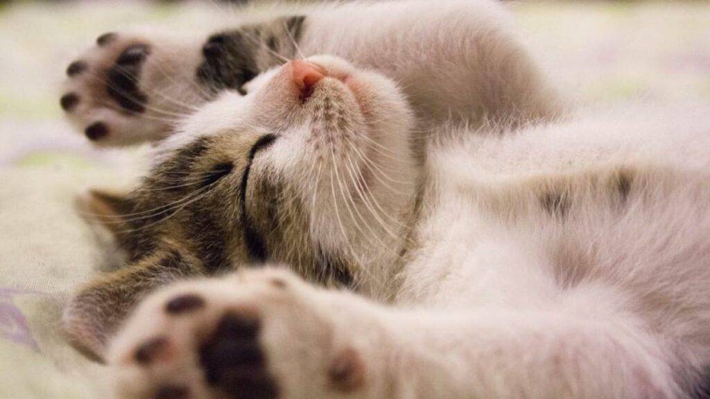 Estudio revela que los gatos recuerdan los nombres de sus dueños