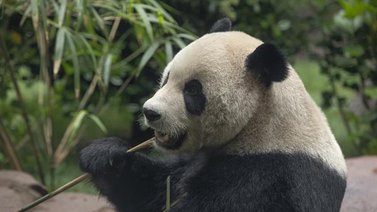 California : Abren exhibición de los panda Yun Chuan y Xin Bao en San Diego