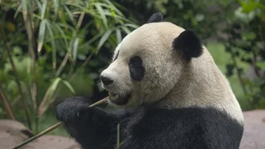 California : Abren exhibición de los panda Yun Chuan y Xin Bao en San Diego