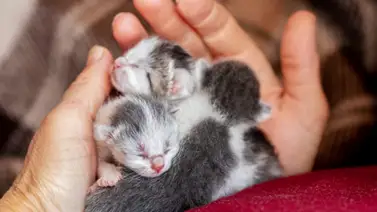 ¿Es seguro tocar las crías de los gatos? ¿Es seguro tocar las crías de los gatos?