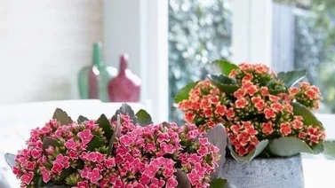 Kalanchoes: vibrantes flores y hojas carnosas para el hogar