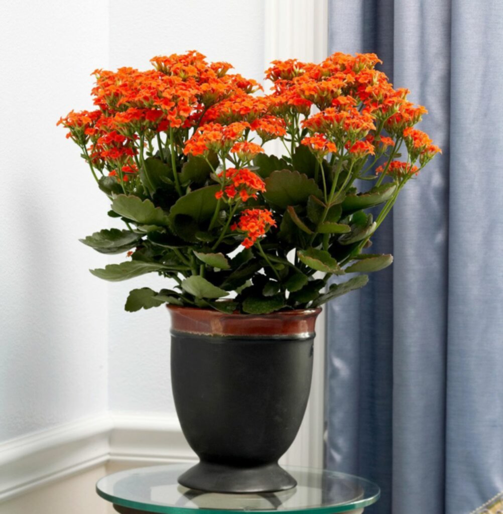 Kalanchoes: vibrantes flores y hojas carnosas para el hogar