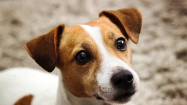 ¿Cada cuánto tiempo debes limpiarle los ojos al perro? Entérate