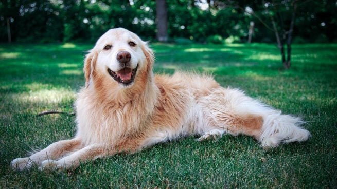 ¿Cada cuánto tiempo debes limpiarle los ojos al perro? Entérate ¿Cada cuánto tiempo debes limpiarle los ojos al perro? Entérate
