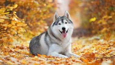 ¿En cuál parte del perro se ubica la huella dactilar? Entérate