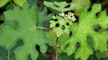 Esta hierba es diurética, alivia los malestares estomacales y cuida hígados y riñones Esta hierba es diurética, alivia los malestares estomacales y cuida hígados y riñones