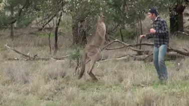 Hombre pelea contra un canguro para salvarle la vida a su perro (+Video) Hombre pelea contra un canguro para salvarle la vida a su perro (+Video)