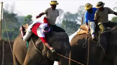 Los elefantes también juegan polo (+Video) Los elefantes también juegan polo (+Video)
